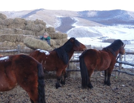 Mongolian horses, winter in Mongolia
