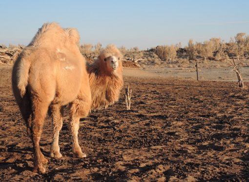 Gobi desert, camel riding, adventure travel