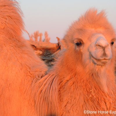 Bactrian Camel in the Gobi Desert, Mongolia