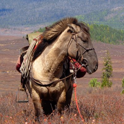Mongolian horses for riding holidays