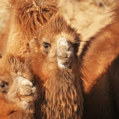 Gobi crossing, camel babies