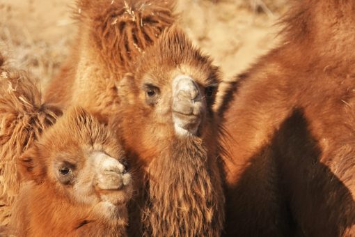 Gobi crossing, camel babies