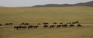 Mongolia's Ancient Capital, Kharkhorin, Stone Horse Expeditions,